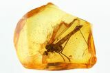 Crane Fly (Limoniidae) w/ Attached Phoretic Mite in Baltic Amber #294339-1